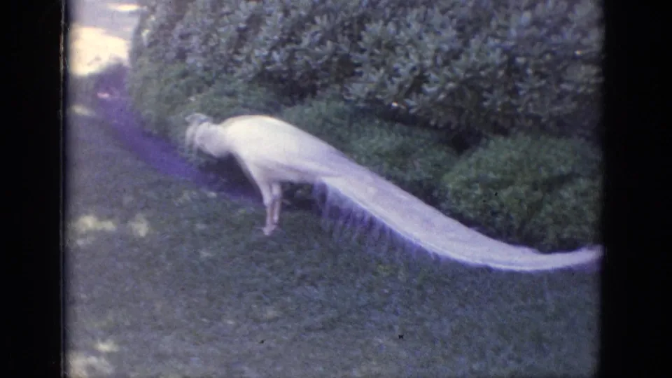 White peacock at Busch Gardens Florida in 1966 walking over a lawn with clipped shrubs behind it and long pale tail feathers extended.