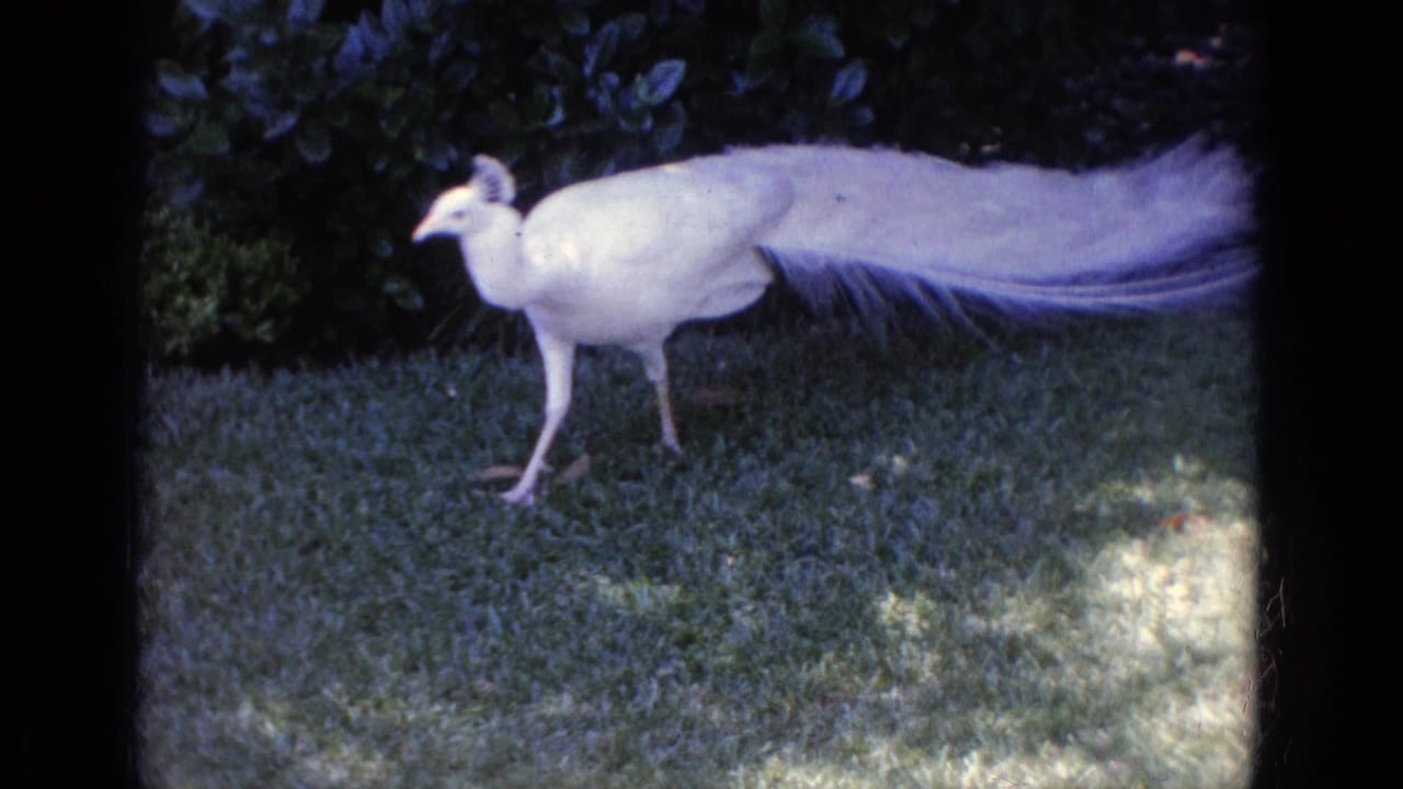 White peacock standing on grass with long tail feathers stretched behind it.