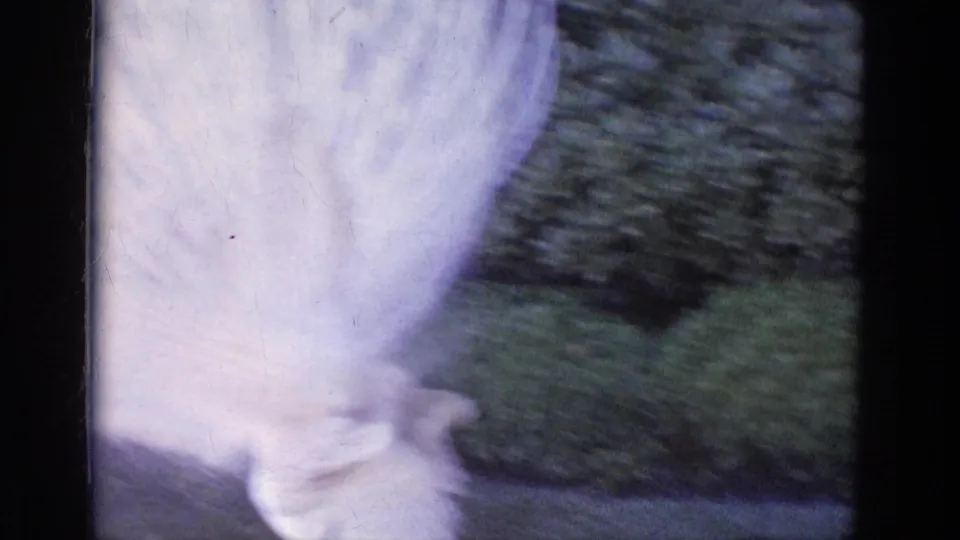 Close handheld 8mm frame of a white peacock in motion, with pale plumage and garden greenery blurred by the camera movement.