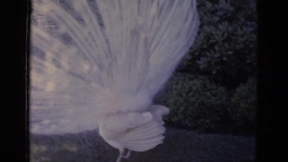 White peacock at Busch Gardens Florida with fan-shaped plumage opened near the grass, seen in soft 1960s 8mm color.