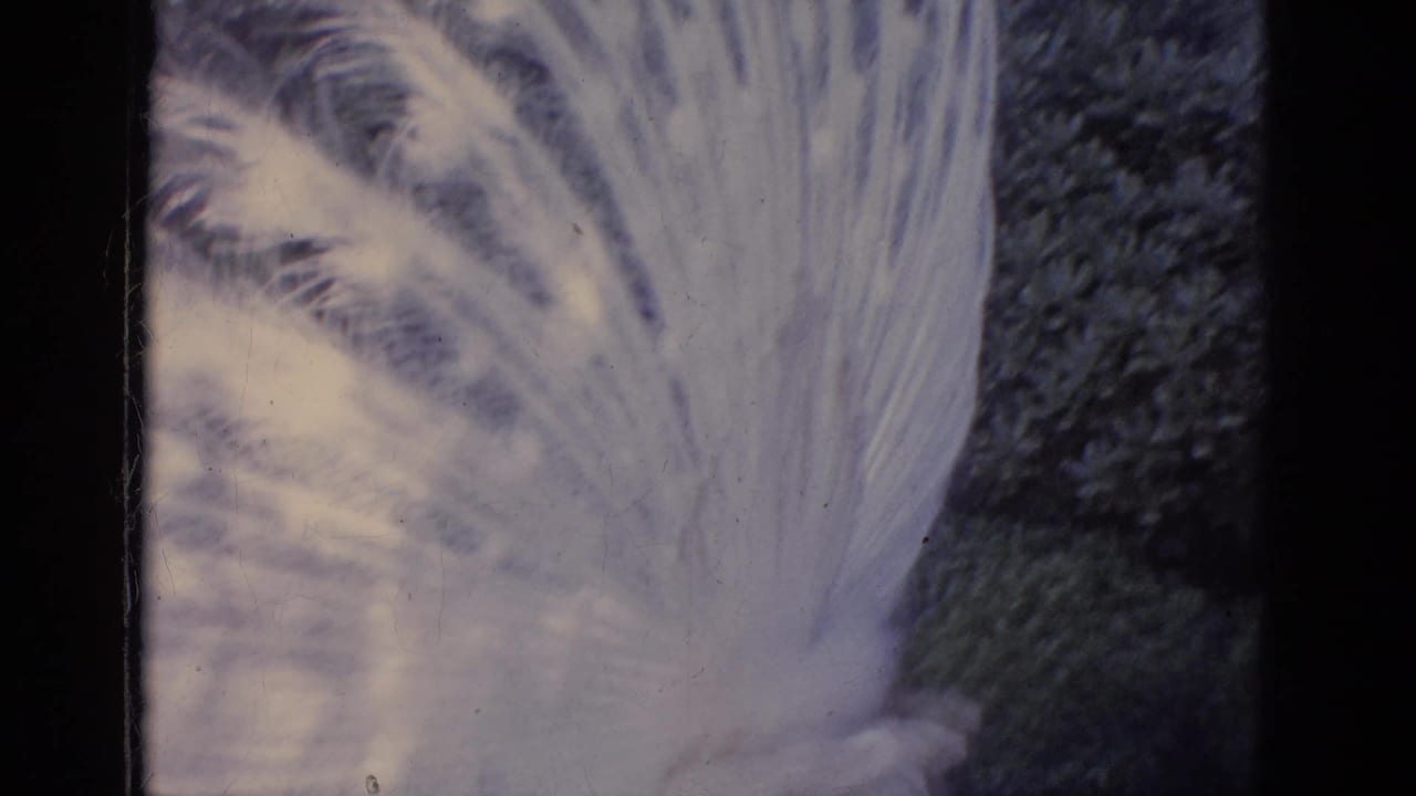 1966 Florida home-movie frame showing an all-white peacock with its tail spread near dense garden shrubbery.