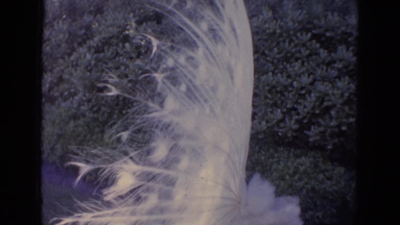 The white peacock turns in a landscaped garden, its pale tail feathers sweeping across the frame.