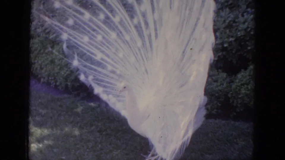 The peacock turns with its white body and tail base visible beside lawn and dense planting in the garden.