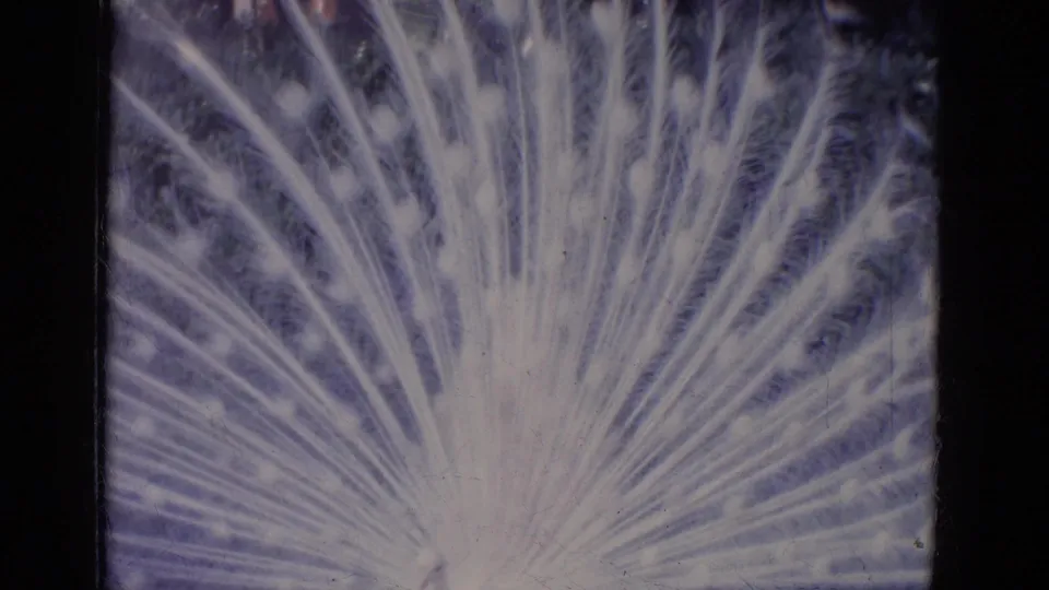 Close view of the all-white peacock's fanned tail, with radiating feathers set against dark garden foliage.