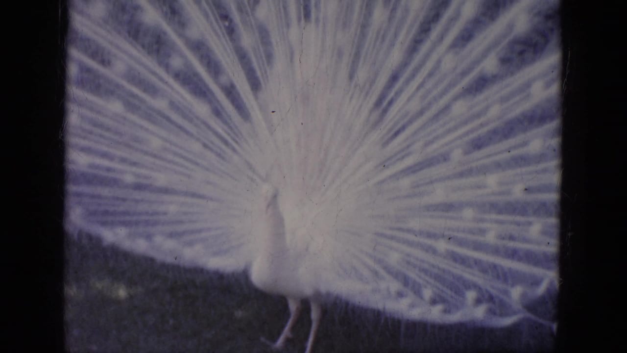 A white peacock displays a wide fan of feathers in 1966 Florida zoo home-movie footage.