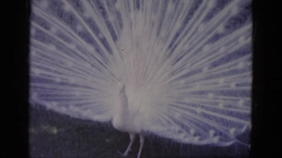 A white peacock displays a wide fan of feathers in 1966 Florida zoo home-movie footage.