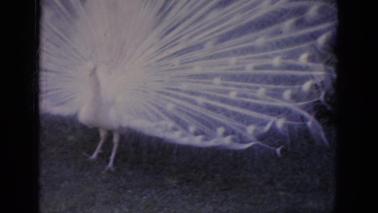 White peacock with spread tail seen slightly closer and off center.