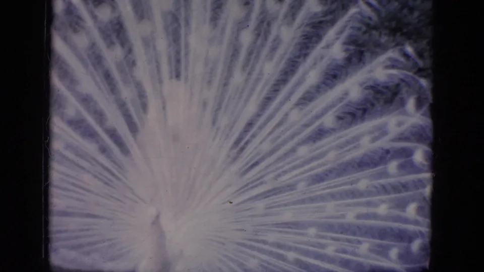 Close 8mm view of the white peacock's radiating tail feathers during the zoo visit.