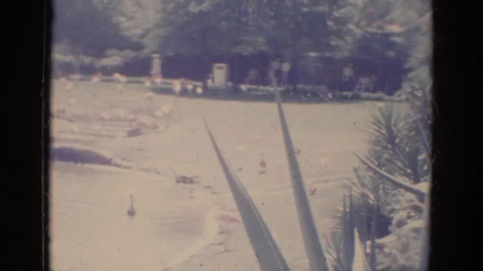 Wider 1966 Florida zoo view with flamingos on pale grounds and distant visitors near trees.