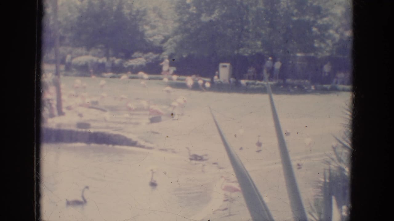 1966 Florida home-movie frame showing water birds on a landscaped pond with railings, trees, and distant park visitors.