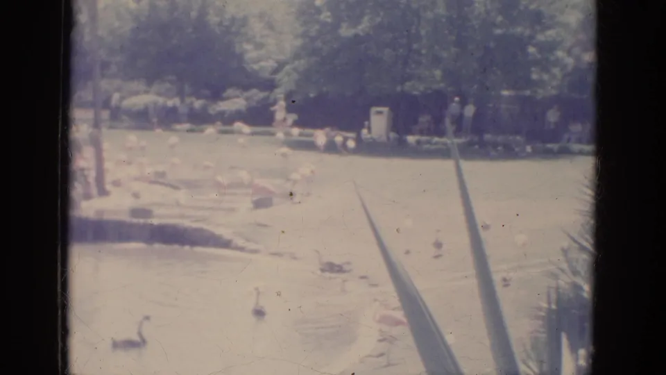 1966 Florida home-movie frame showing water birds on a landscaped pond with railings, trees, and distant park visitors.