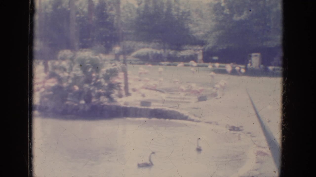 1966 Florida park scene with a water bird on a pond, low planting beds, trees, and distant figures along the garden path.