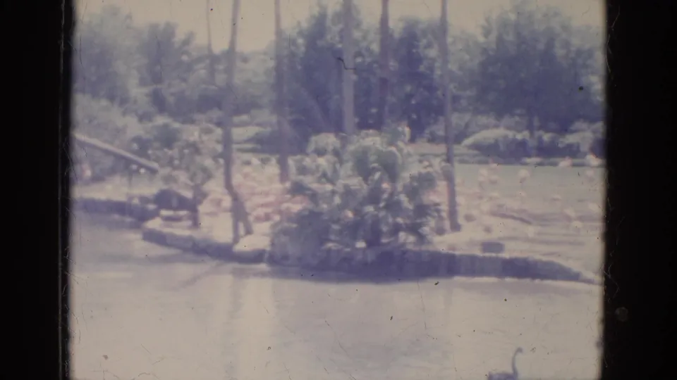 Visitor-shot 1966 Florida footage frames a planted pond edge with trees, railings, and people walking or standing in the park.