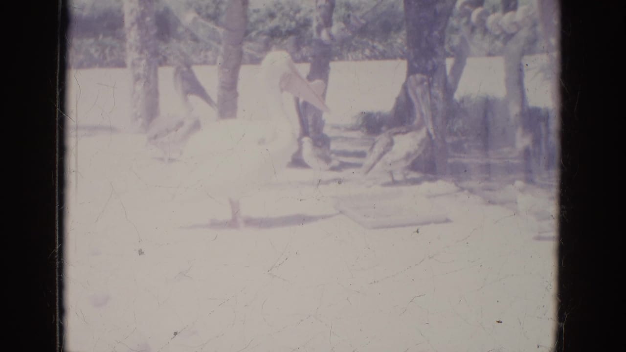 At Busche Gardens in 1966, pale birds appear in a bright tropical enclosure with tree trunks and sunlit ground.