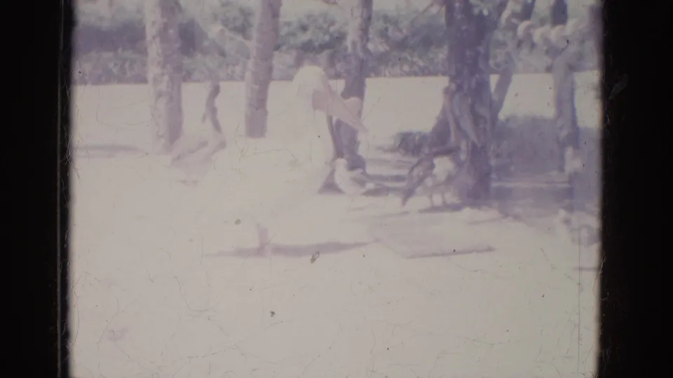 A faded 8mm frame shows birds near trees in a sunlit Busche Gardens enclosure, with strong exposure washing out some detail.