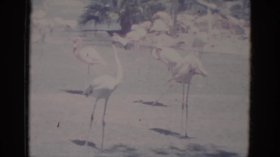 Several flamingos stand in a tropical enclosure at the Florida attraction, with palms, trees, and soft faded 8mm color.