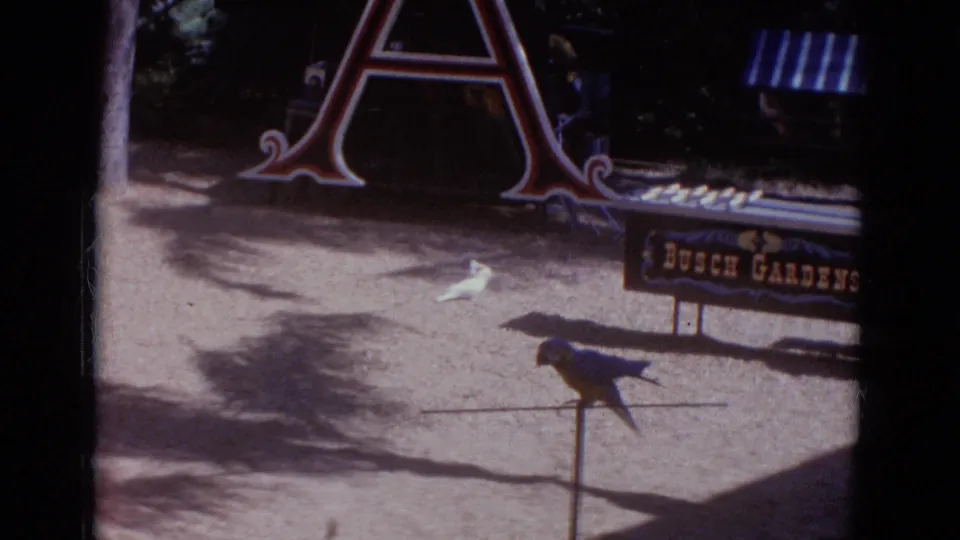 1966 Busch Gardens footage showing a blue parrot on a stand, a white cockatoo nearby, ornamental lettering, and a park sign.