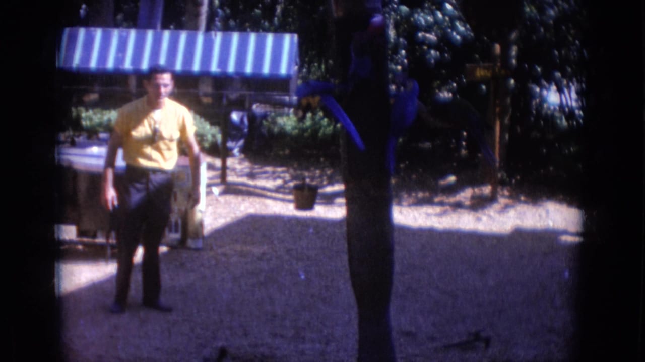 At Busche Gardens in 1966, a man in a yellow shirt stands on gravel near blue parrots, foliage, and a striped awning.