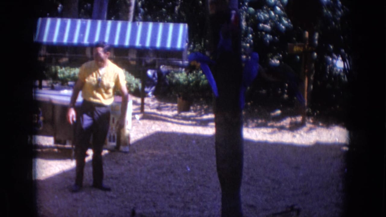 In the 1966 Busche Gardens footage, the visitor stands under strong sunlight near blue parrots and shaded foliage.