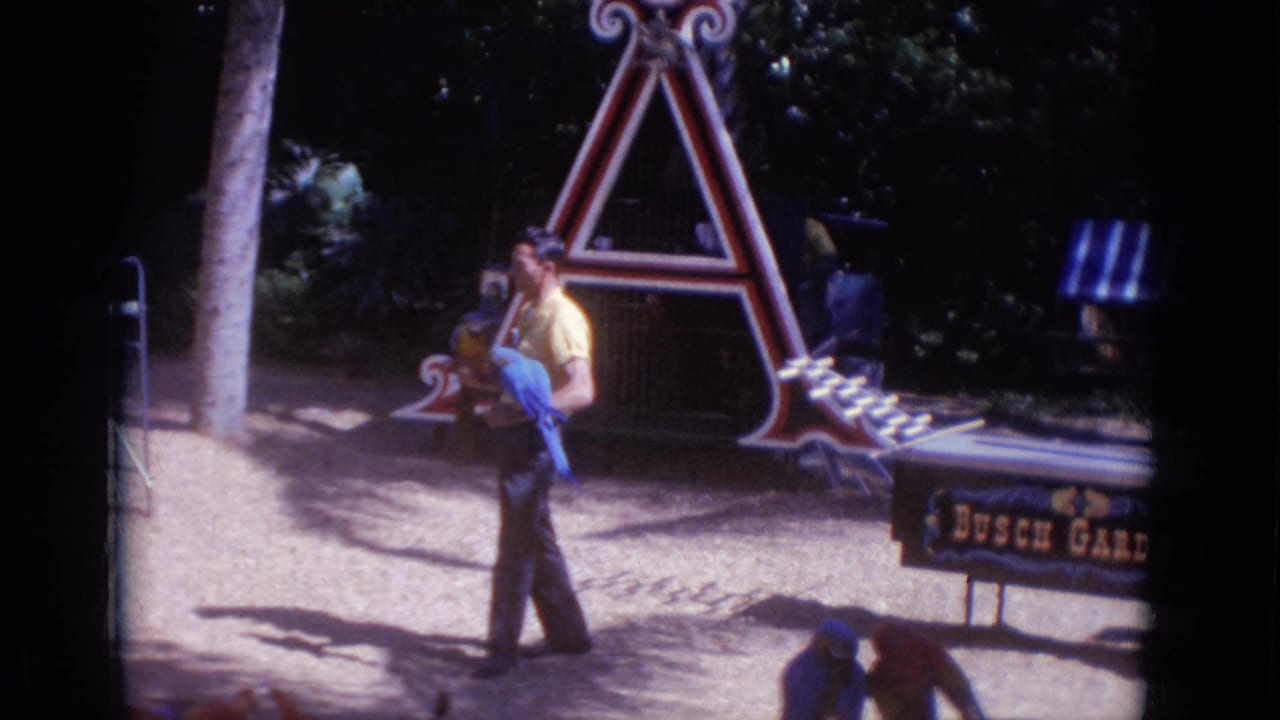 Park leader walking with a blue macaw and smaller parrot beside Busch Gardens signage.