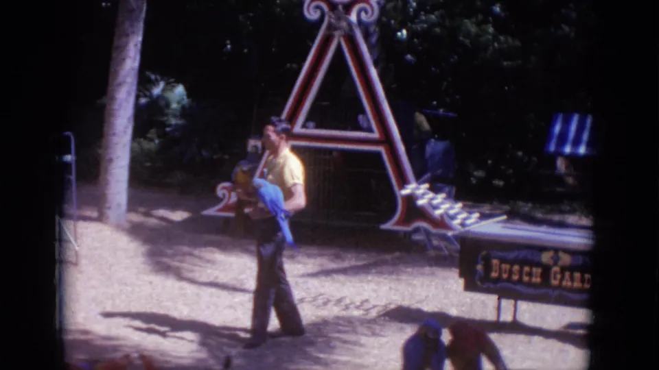 1966 Busch Gardens Florida frame with a bird handler walking past a Busch Gardens sign while holding two colorful birds.