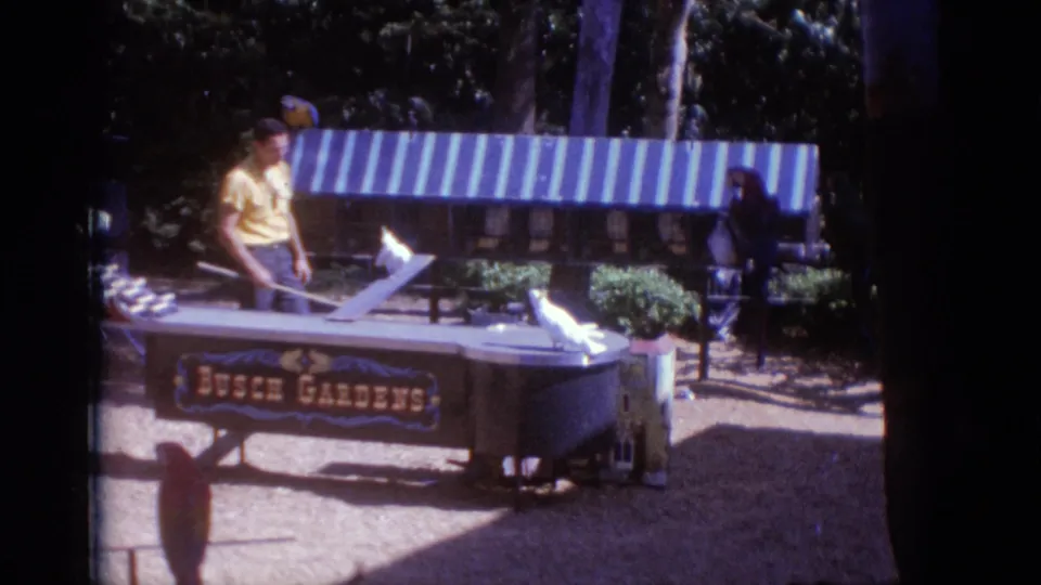 1966 Busch Gardens Florida frame showing the handler near a display cart, striped awning, and several white birds.