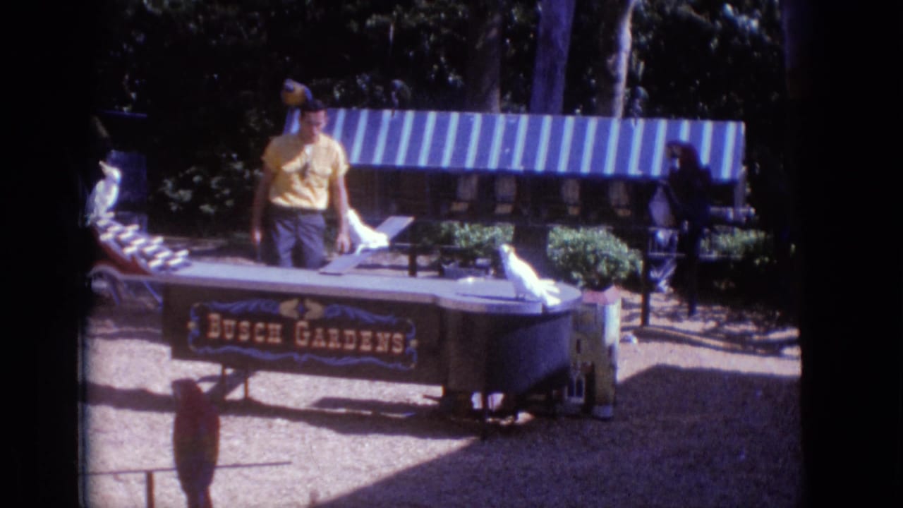1966 Busch Gardens home-movie frame showing a male handler behind a curved show table with white birds, striped awning, benches, and trees.