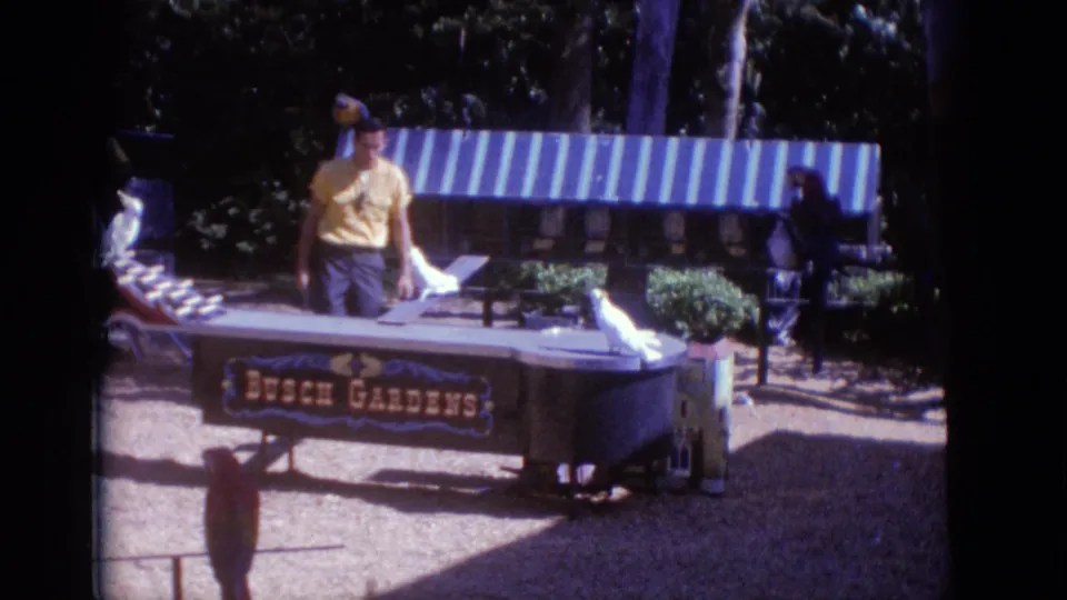 1966 Busch Gardens home-movie frame showing a male handler behind a curved show table with white birds, striped awning, benches, and trees.