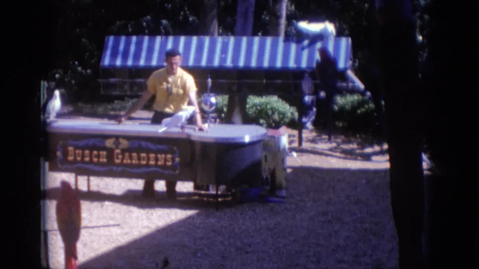 A 1966 Busch Gardens frame shows the handler low behind the curved table, with a white bird near the tabletop, striped awning, benches, and trees behind.
