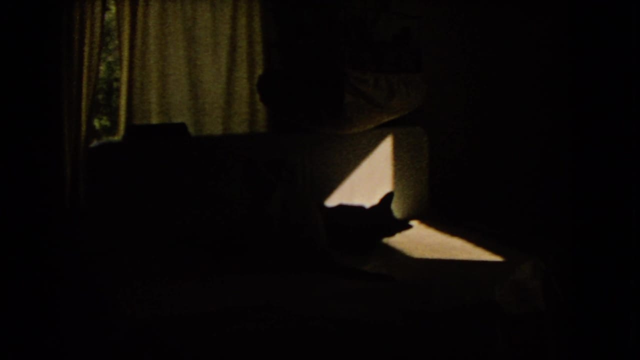 Dim interior with curtains, couch, bright sunlight patch, and a cat silhouette near the window light.