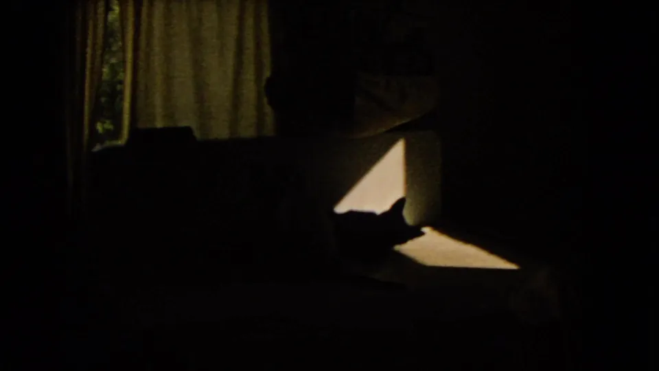 Dim home interior with curtains and couch, where a cat is silhouetted beside a strong patch of sunlight from a window.
