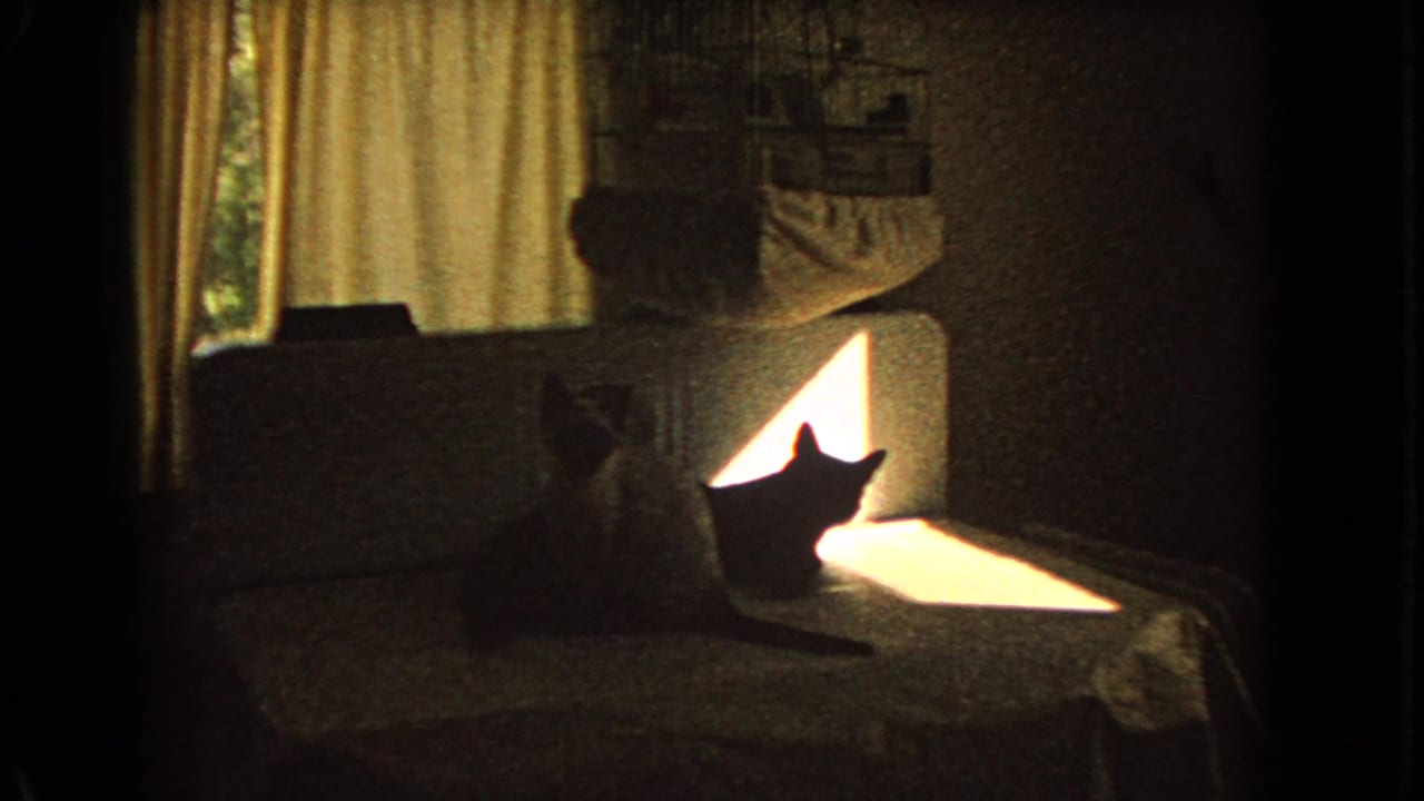 Home-movie interior frame showing two cats around a couch, with curtains and strong sunlight creating silhouettes in the room.