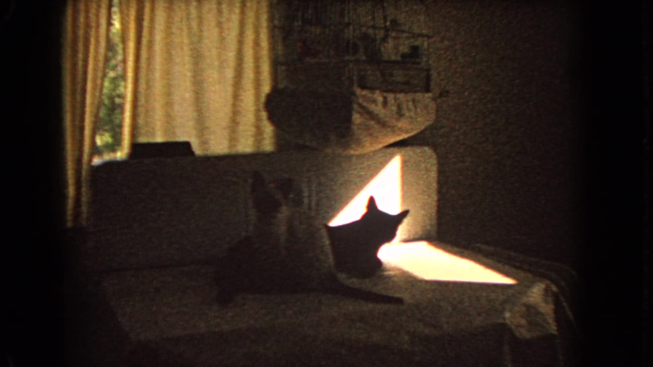 1966 home-movie frame of two cats in a California interior, silhouetted against sunlight on a couch beneath curtains and wall decor.