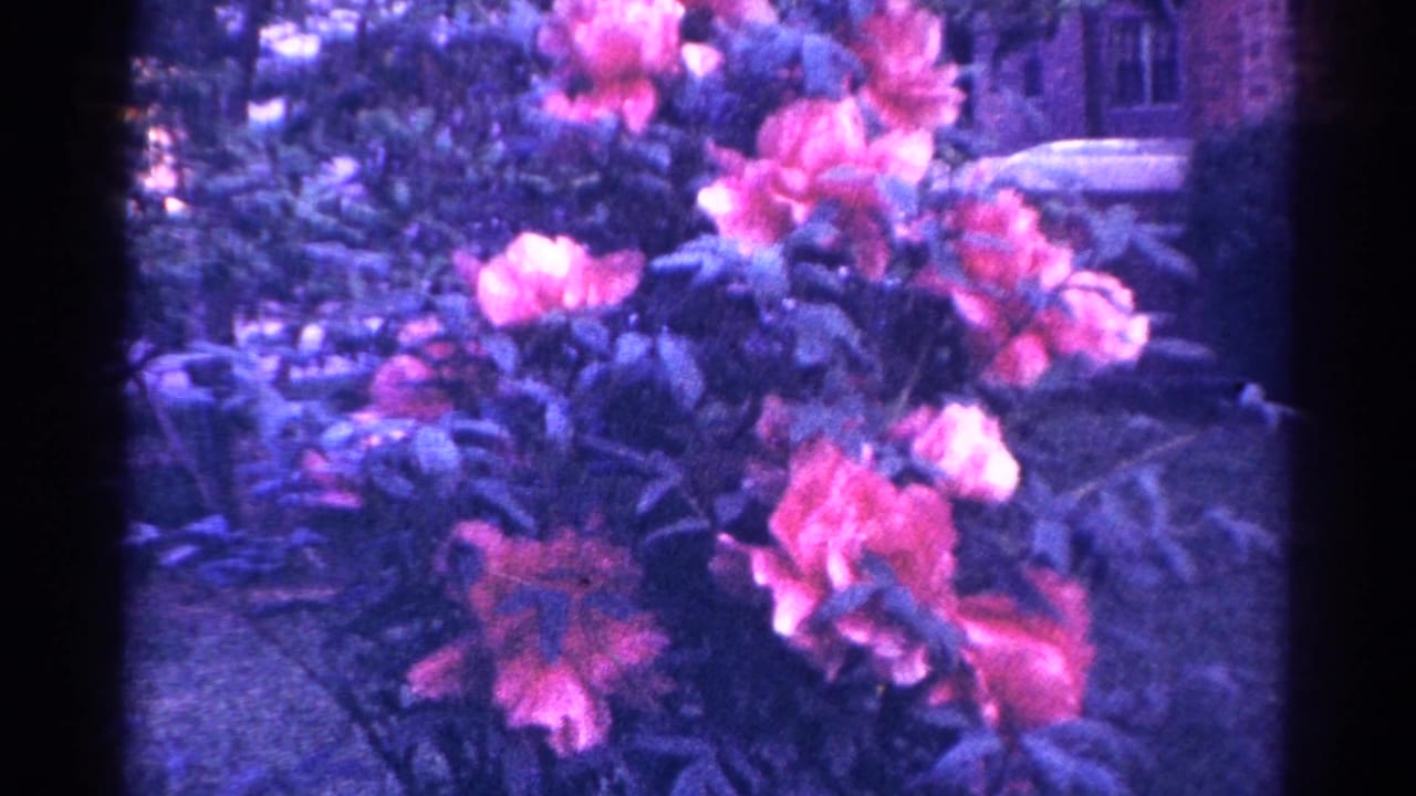 Pink garden flowers and leafy plants in Danville, Illinois, shown in 1966 8mm home-movie footage.