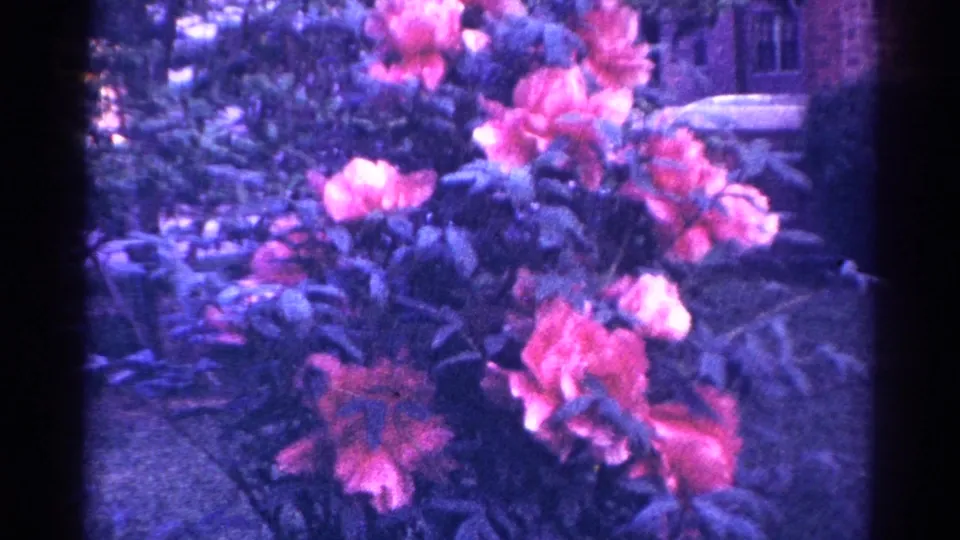 Pink garden flowers and leafy plants in Danville, Illinois, shown in 1966 8mm home-movie footage.