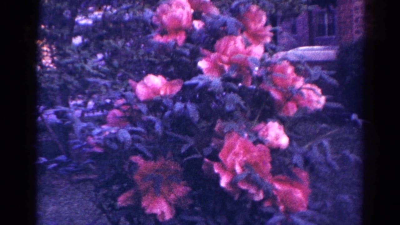 A 1966 Danville garden view shows pink flowers, dense leaves, and a faint car shape beyond the plants.