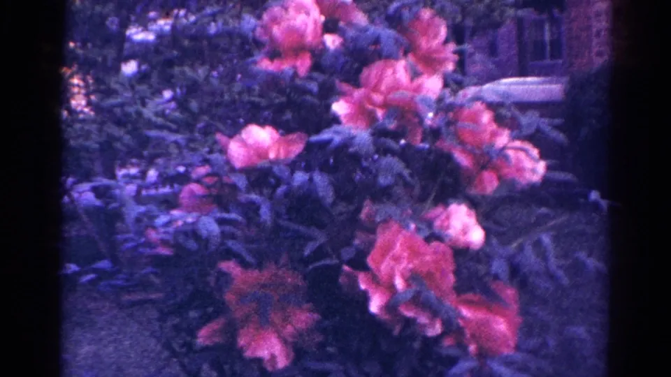 A 1966 Danville garden view shows pink flowers, dense leaves, and a faint car shape beyond the plants.