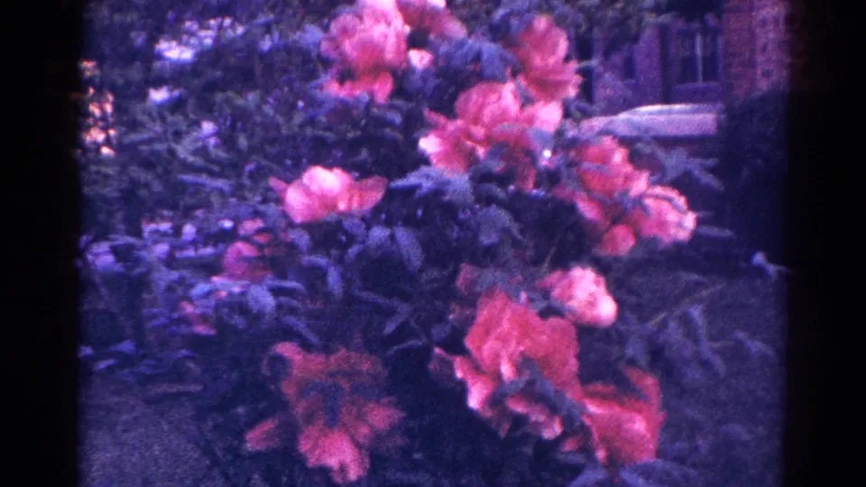 Pink flowers and dark leaves dominate this Danville garden frame from 1966 home-movie footage.