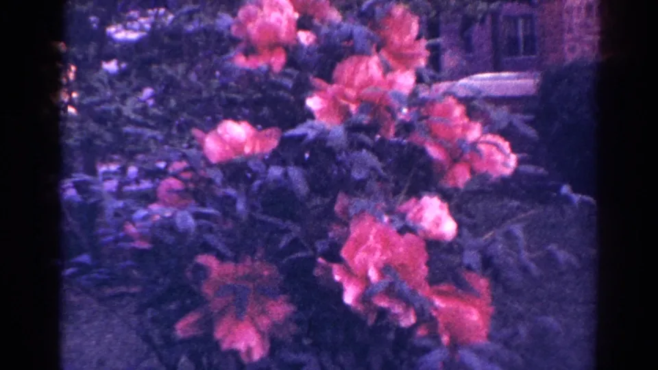 The final frame shows pink garden flowers and foliage in 1966 Danville footage with aged 8mm color shift.