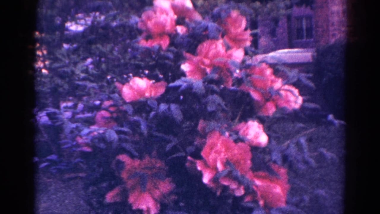 Coral-pink flowers and dark leaves in a garden with soft brickwork behind them.