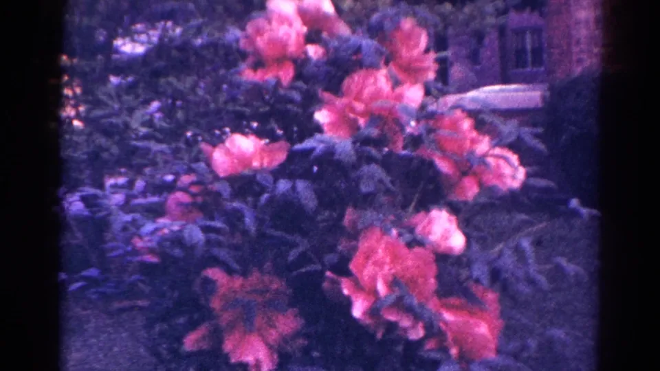 1966 Danville, Illinois 8mm frame showing coral-pink garden flowers against dark foliage and a blurred brick building.