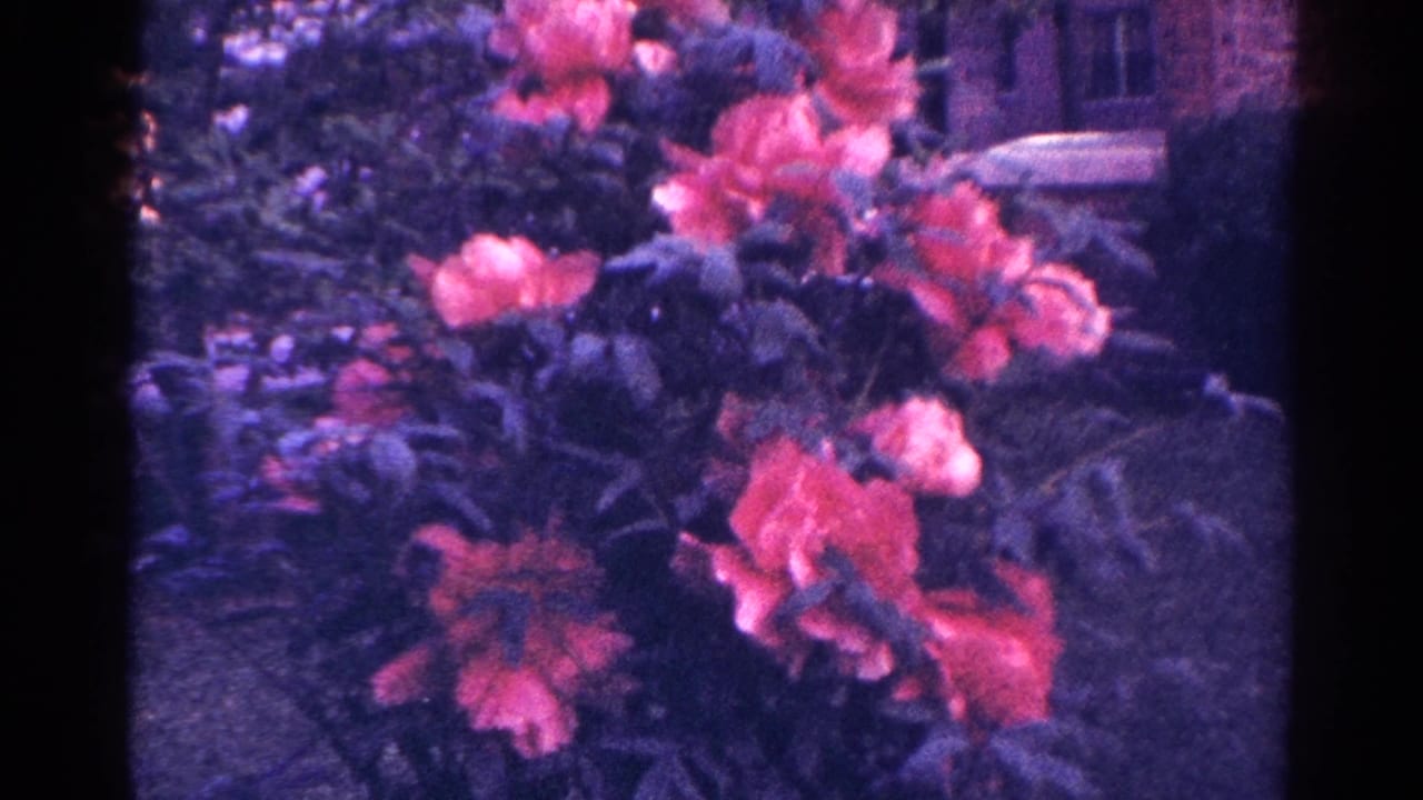 1966 Danville, Illinois garden close-up with coral blossoms, dense foliage, and a muted brick background on aged 8mm film.