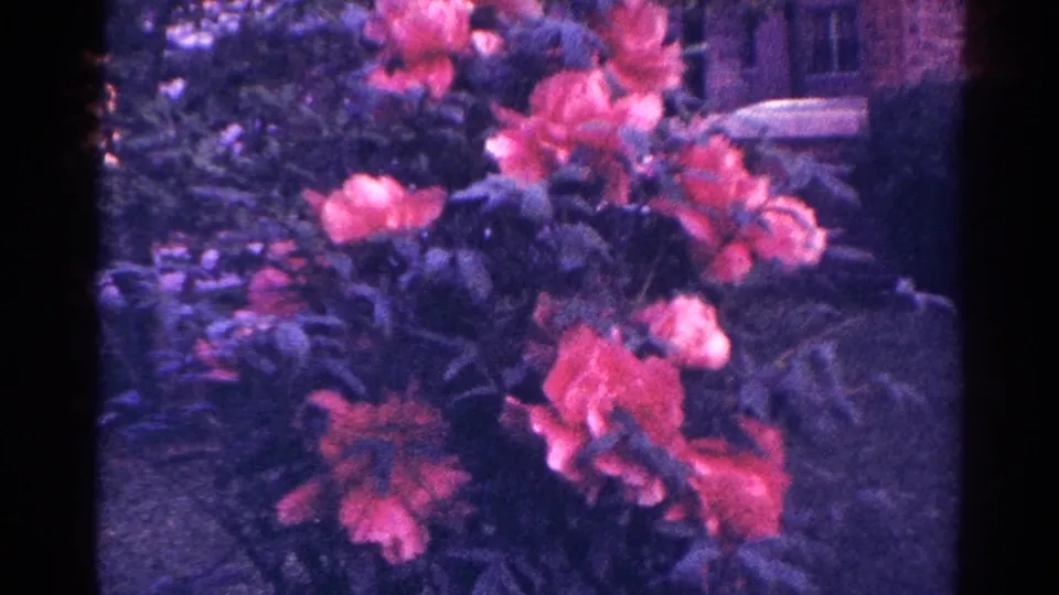1966 Danville, Illinois garden close-up with coral blossoms, dense foliage, and a muted brick background on aged 8mm film.