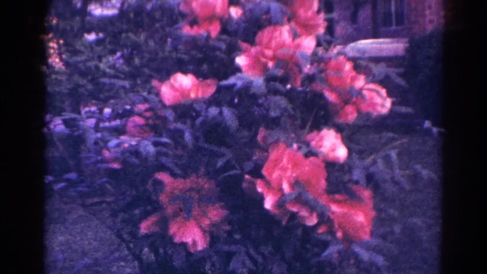 A 1966 Danville home-movie frame holds on coral garden flowers and dark leaves with a soft suburban exterior behind them.