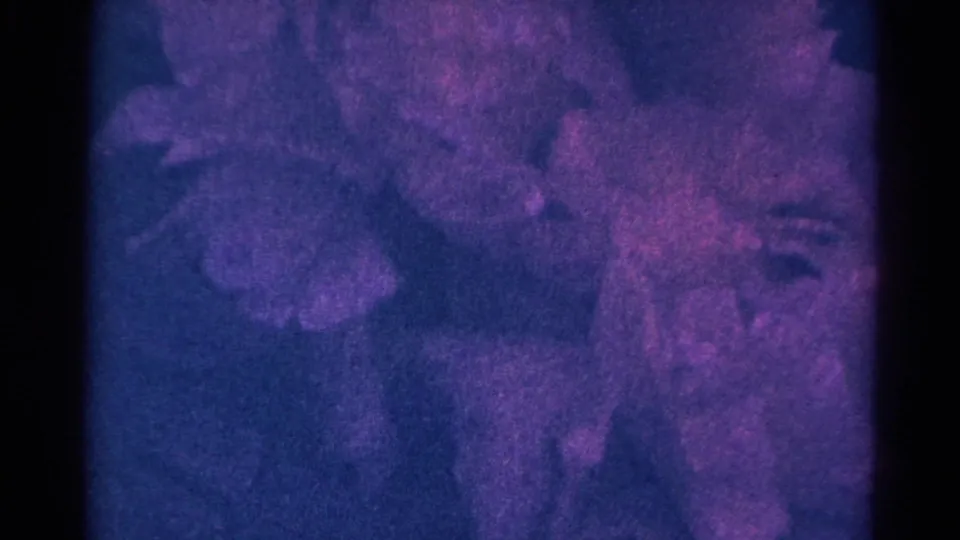 Late 8mm frame from the 1966 Danville garden clip, with coral flowers fading into a darker purple-blue exposure shift.
