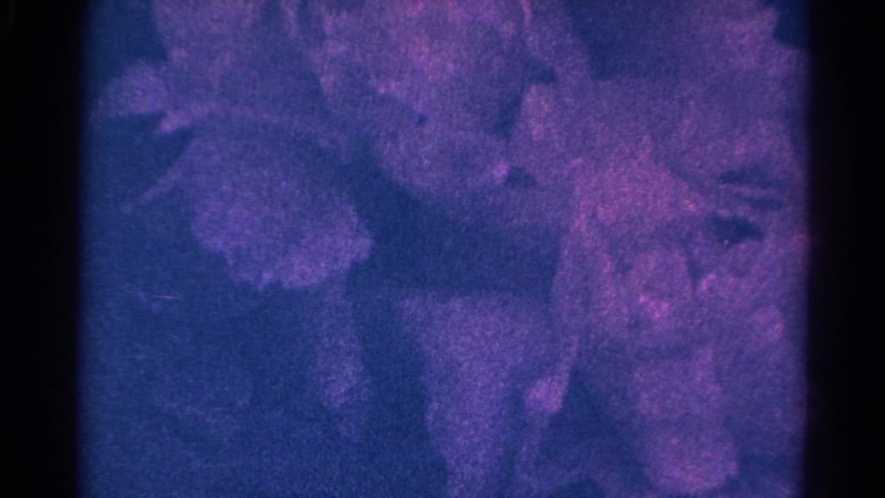 1966 Danville, Illinois 8mm frame showing blurred purple blossoms in a blue-magenta color cast with visible film grain.