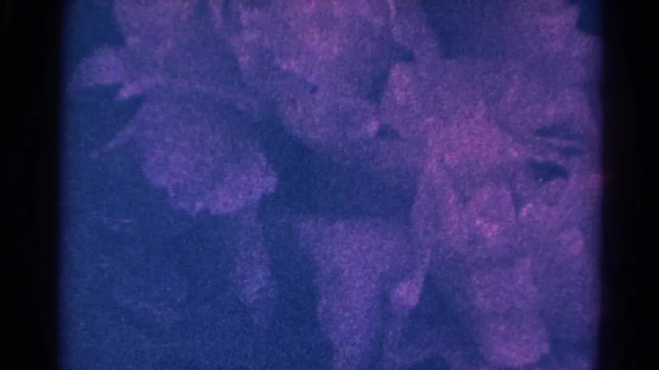 1966 Danville, Illinois 8mm frame showing blurred purple blossoms in a blue-magenta color cast with visible film grain.