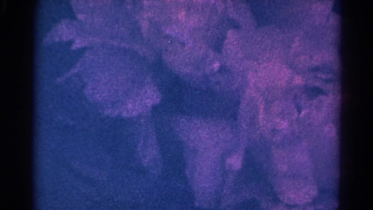 1966 Danville, Illinois 8mm frame of purple blossoms shifted by wind, with blue shadows and magenta archival color fading.