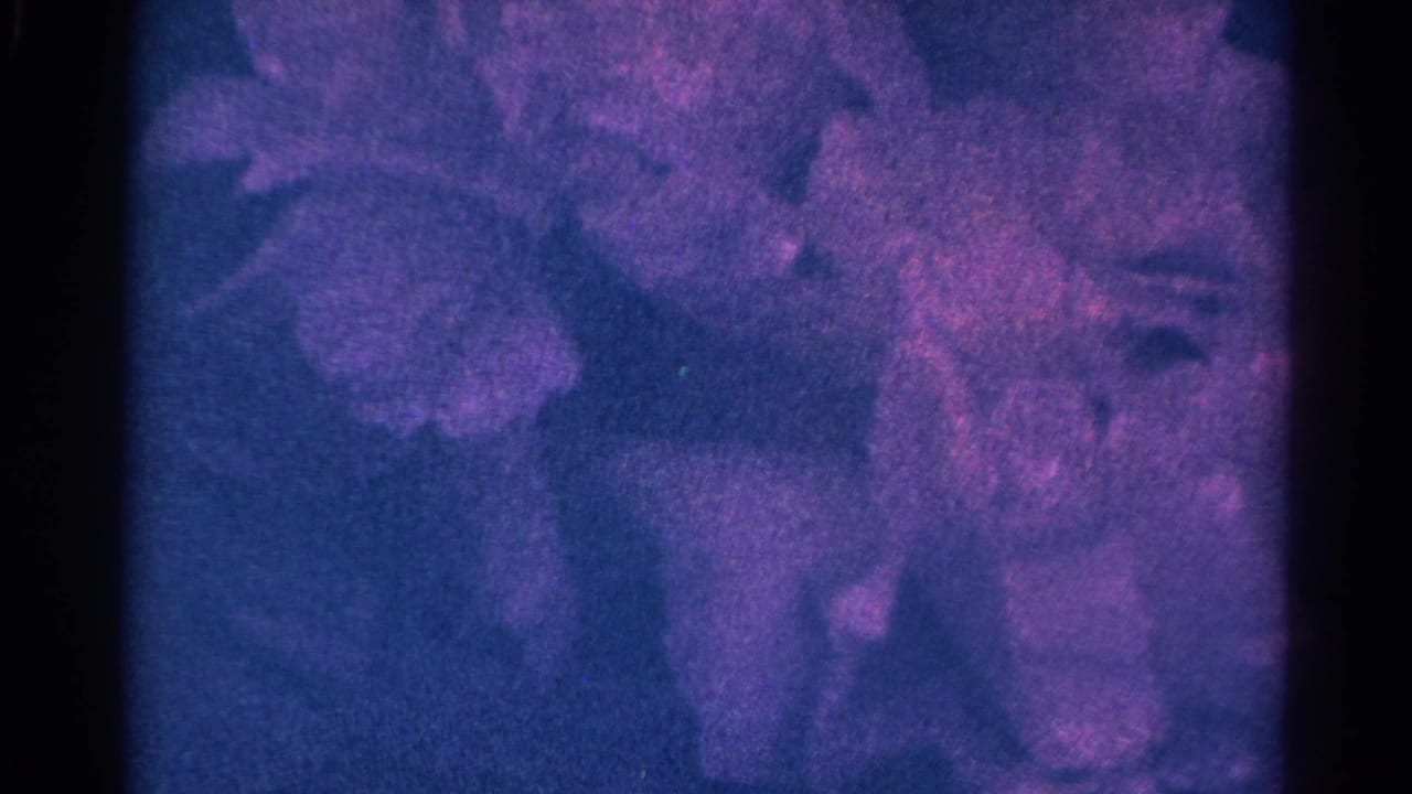 Soft close-up of clustered flower buds with a blue-purple cast against a dark background.