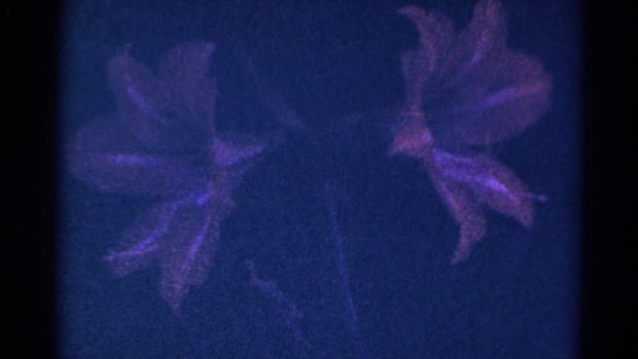 1966 Danville, Illinois 8mm frame with flower petals partly silhouetted by a dark blue-purple cast.